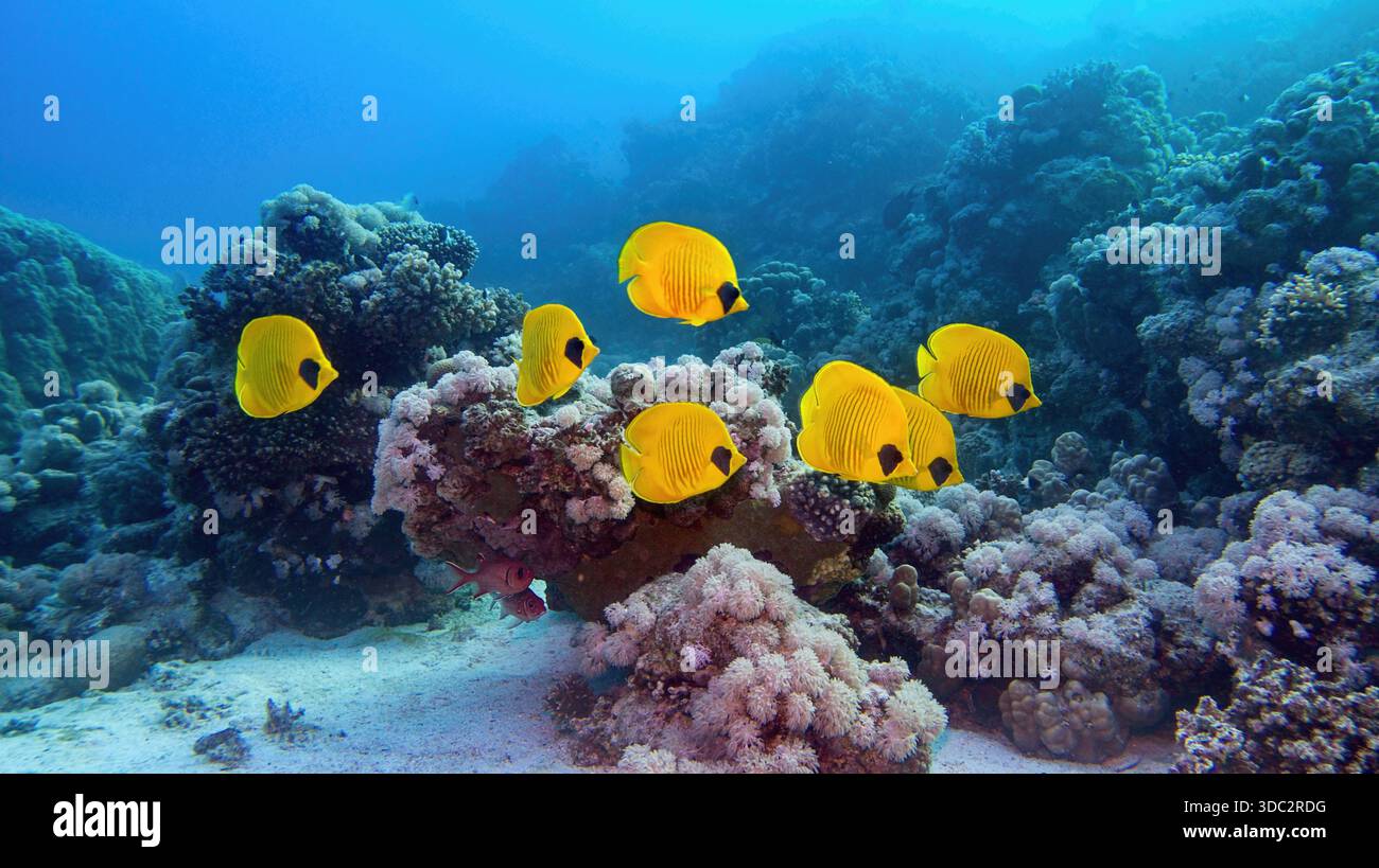 Wunderschöne Unterwasserlandschaft - Korallenriff und Schwärme von gelben maskierten Schmetterlingsfischen oder Blauwangen-Schmetterlingsfischen (Chaetodon semilarvatus) Stockfoto