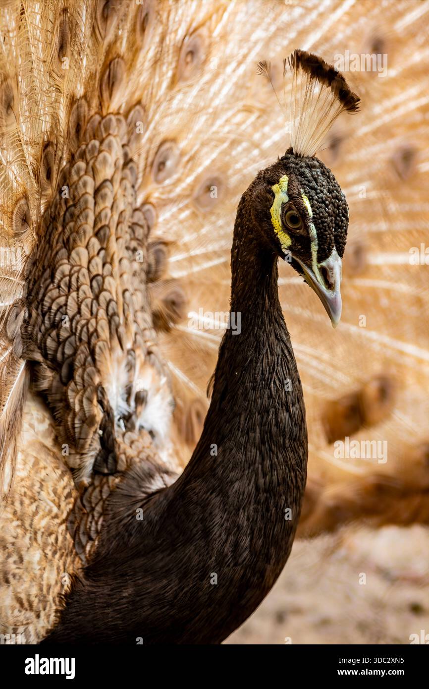 Ein brauner männlicher indischer Pfau steht stolz mit seinem Schwanz voll aufgefächert und schimmert in Erdtönen, während er eine elegante Balz in ihm spielt Stockfoto