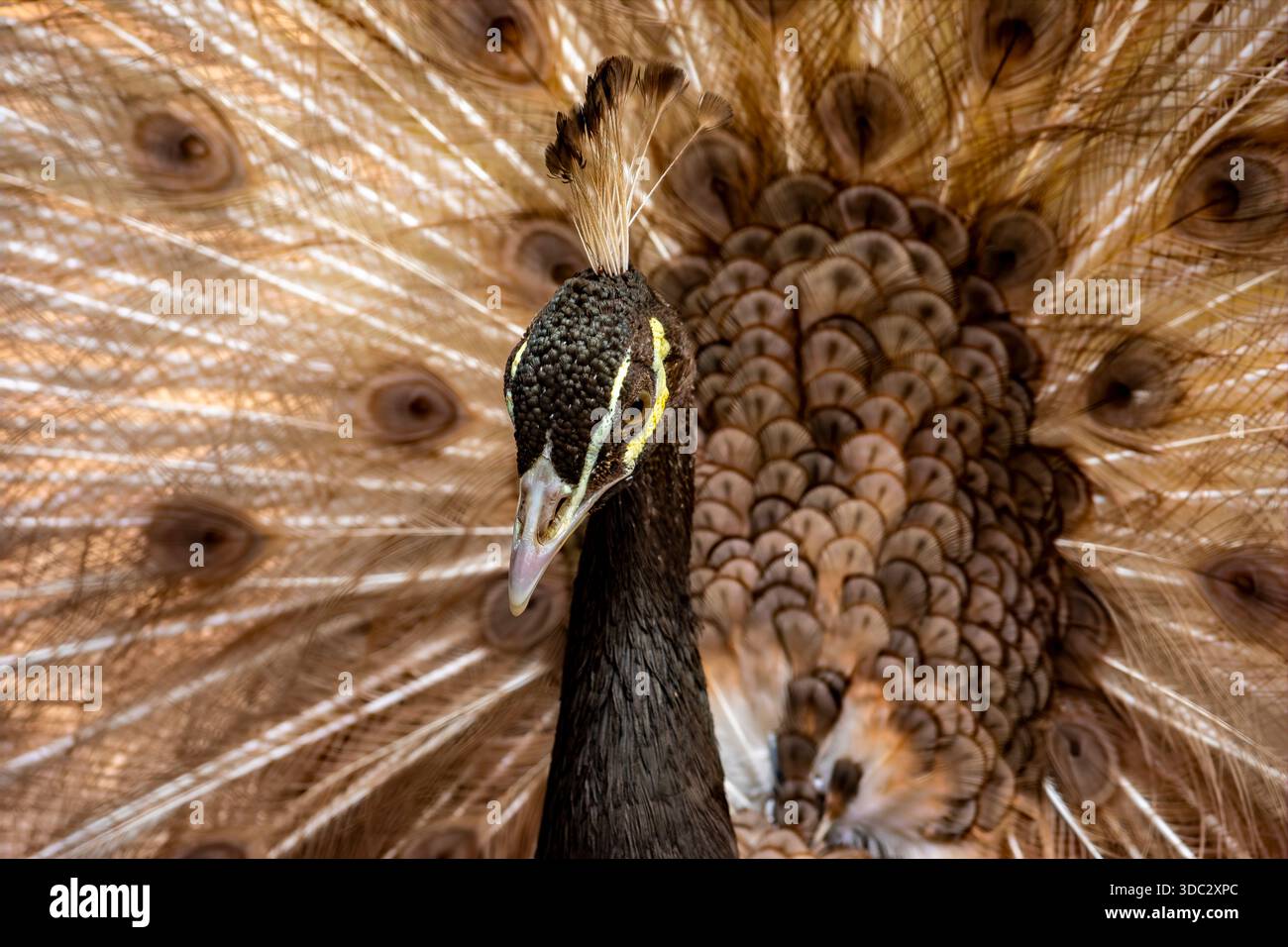 Ein brauner männlicher indischer Pfau steht stolz mit seinem Schwanz voll aufgefächert und schimmert in Erdtönen, während er eine elegante Balz in ihm spielt Stockfoto