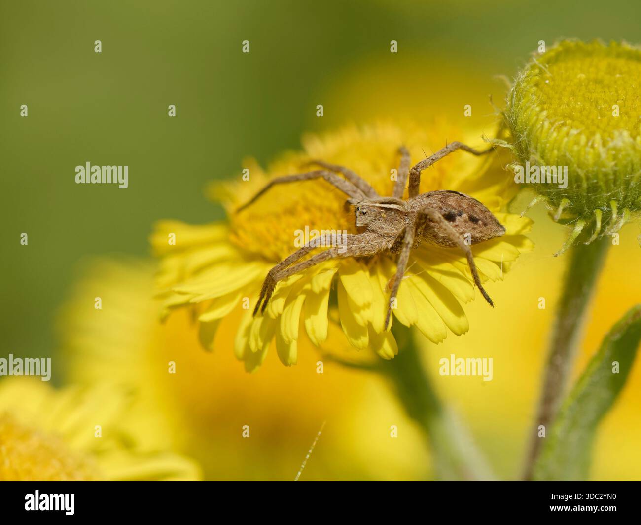 Baumspinne (Pisaura mirabilis) wartet auf Insekten, die sie besuchen, um auf Common fleabane (Pulicaria dysenterica), Green Lane Wood, Glos, Großbritannien zu fangen. Stockfoto