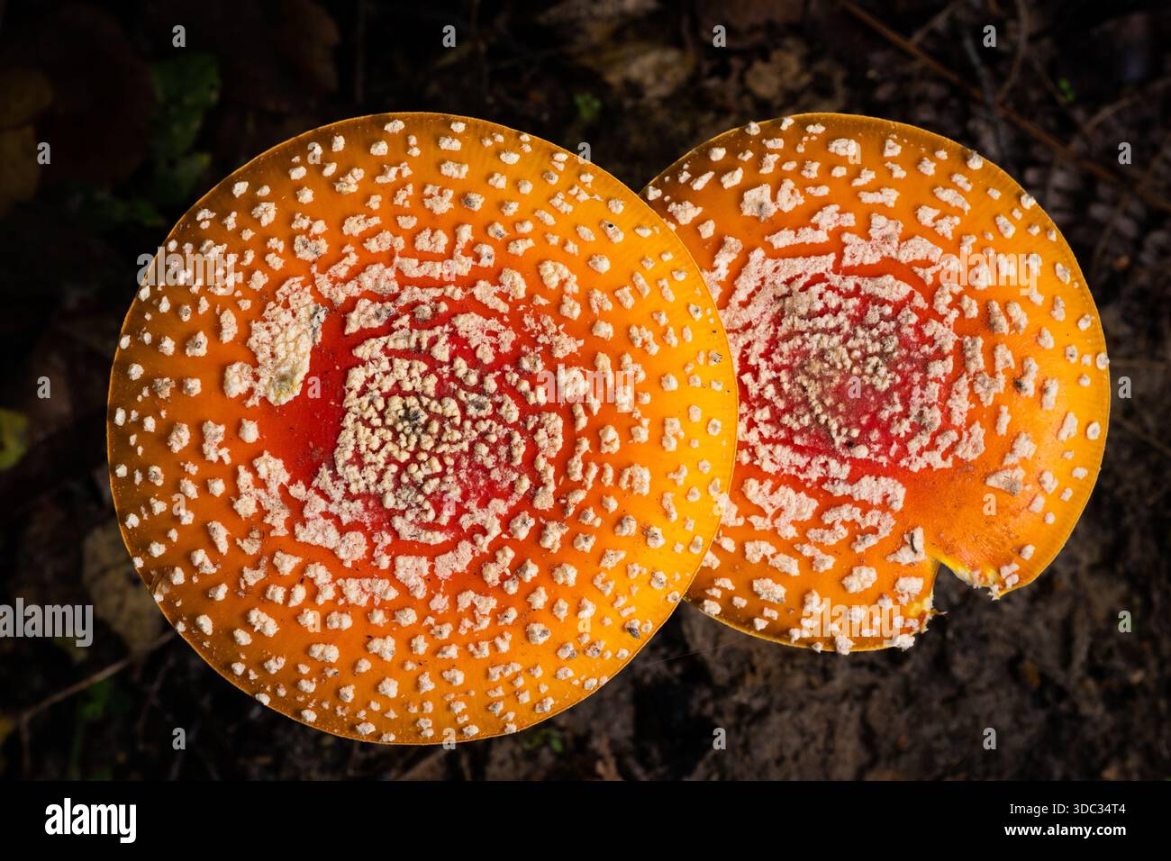 Amanit Fliegenmörder oder False Orange Stockfoto