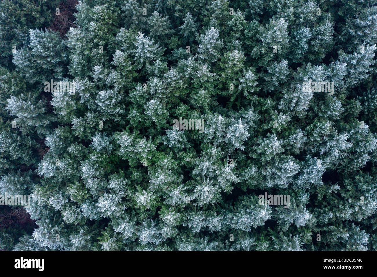 Ein Wald von frostigen Tannen im Morvan im Winter Stockfoto