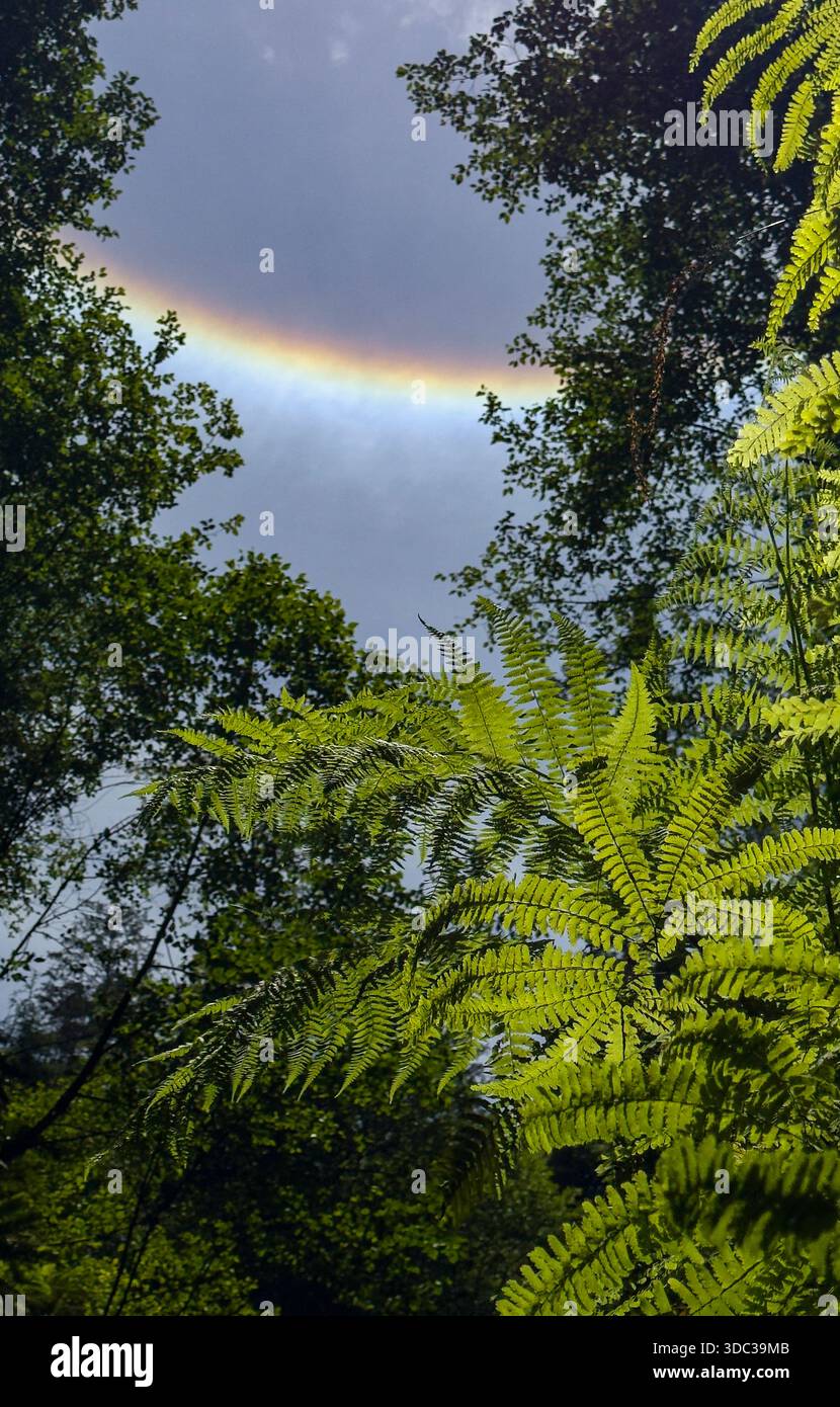 SunDog über Fern Canyon, Humboldt County, Kalifornien Stockfoto