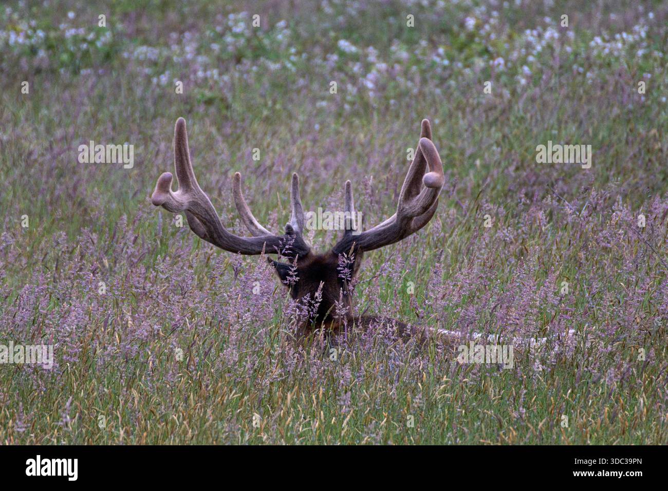 Rusting Elk, Prairie Creek State Park, Humboldt County, Kalifornien Stockfoto