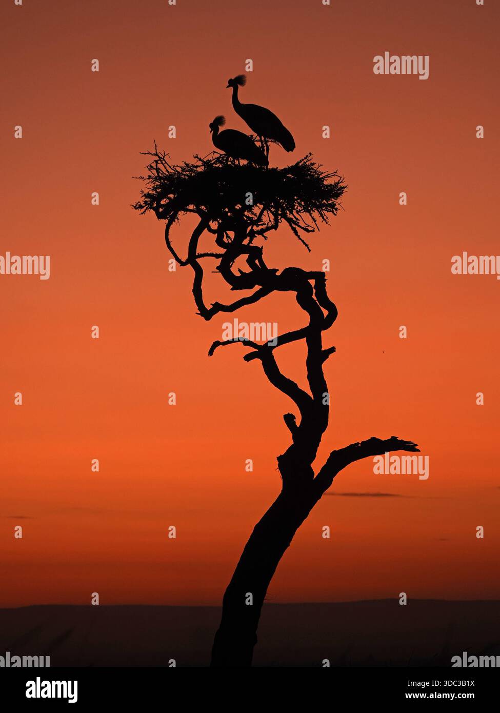 Paarung eines Grau-gekrönten Krans (Balearica regulorum) auf einem legendären Baum mit goldenem Sonnenaufgang im Mara Conservancy, Kenia Stockfoto