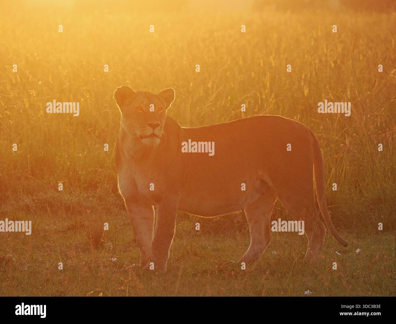 Wachsame Erwachsene Löwe - Löwe - (Panthera leo) beleuchtet im goldenen Morgenlicht im Grasland von Masai Mara Conservancies, Kenia, Afrika Stockfoto