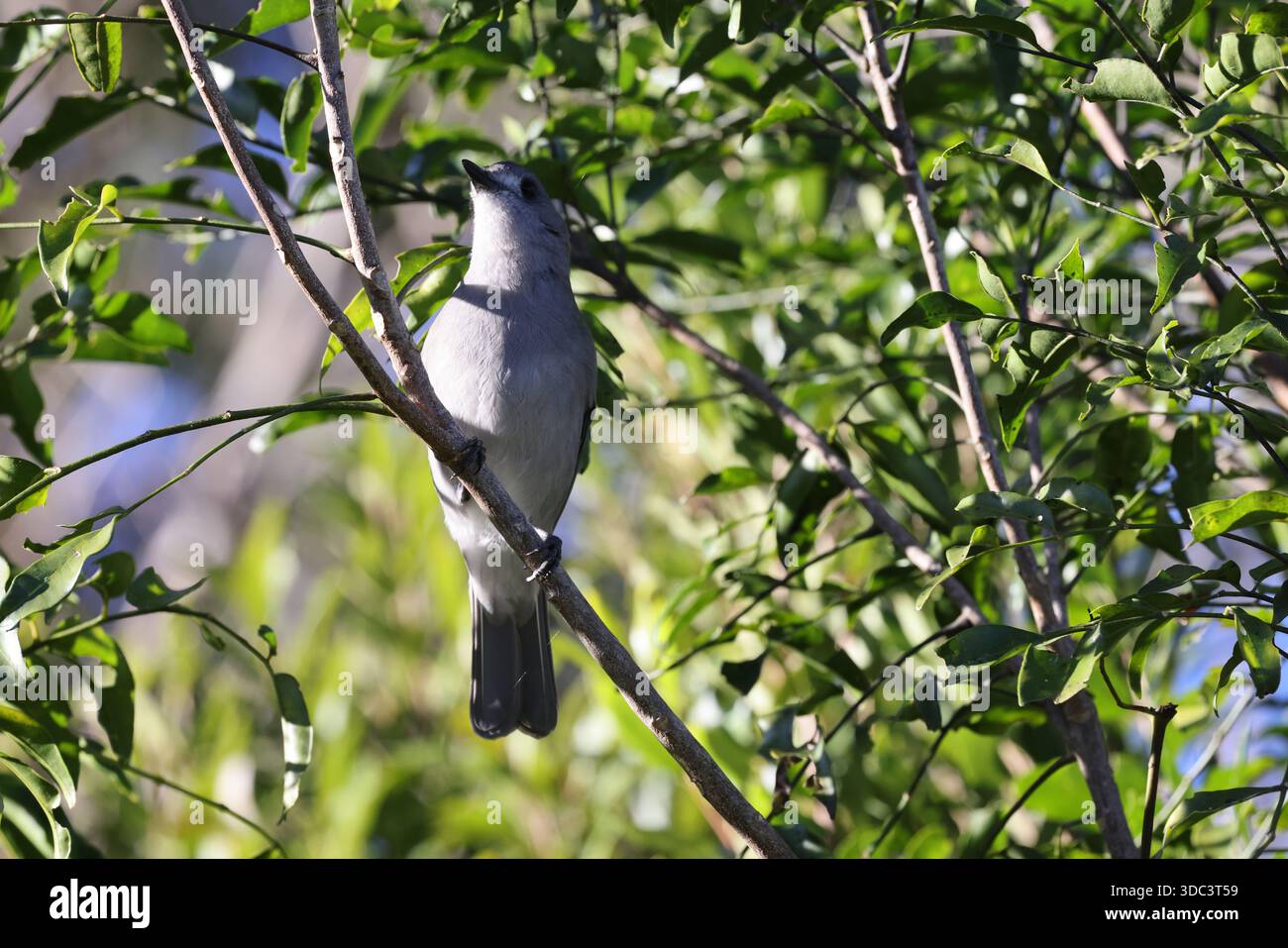 Graue Garnelenblume oder graue Garnelenblume (Colluricinclua harmonica)Queensland, Australien Stockfoto