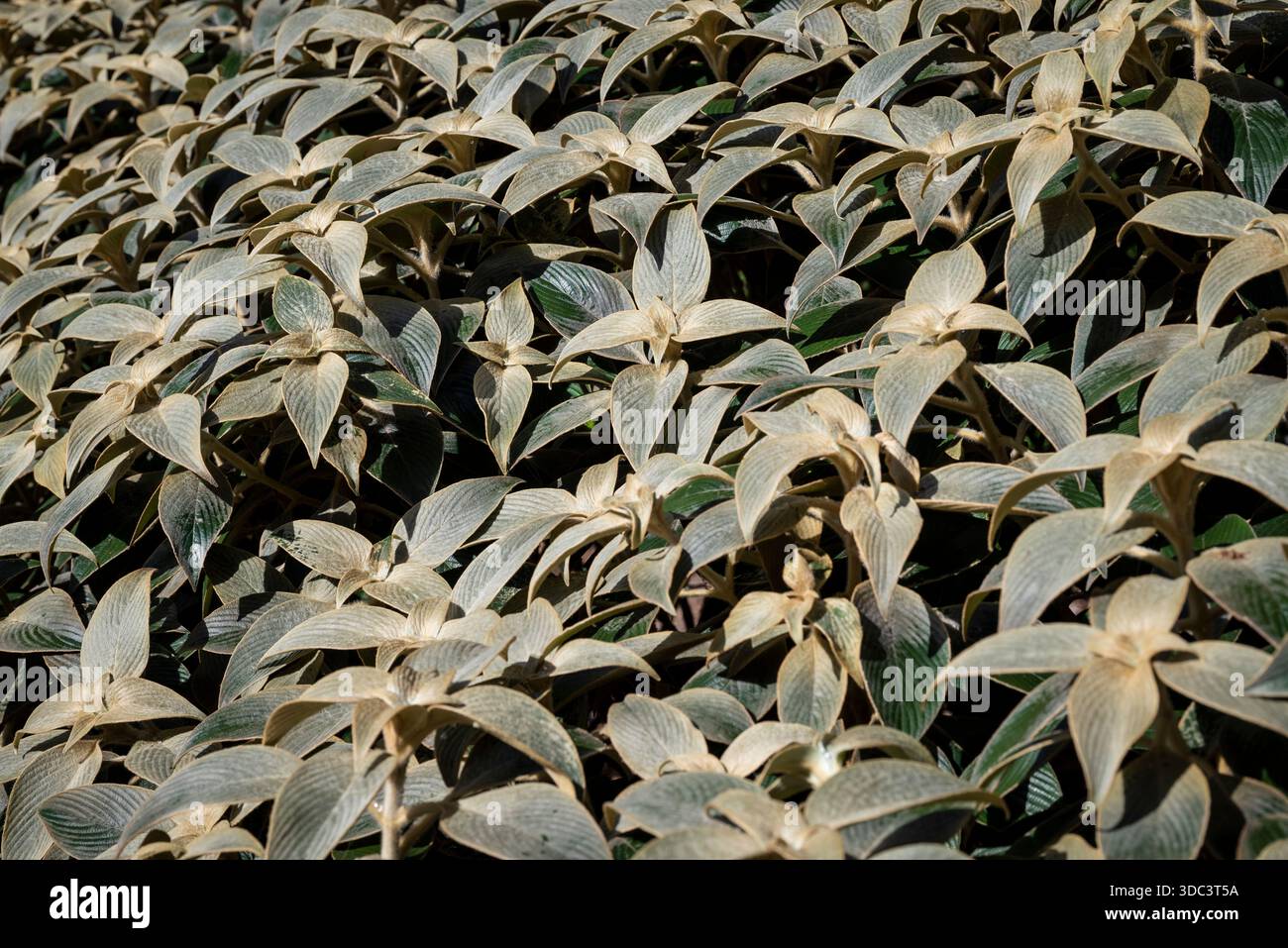 Persische Schildpflanze oder Strobilanthes lanata (Zinnpflanze), Royal Botanic Garden, Sydney, NSW, Australien Stockfoto