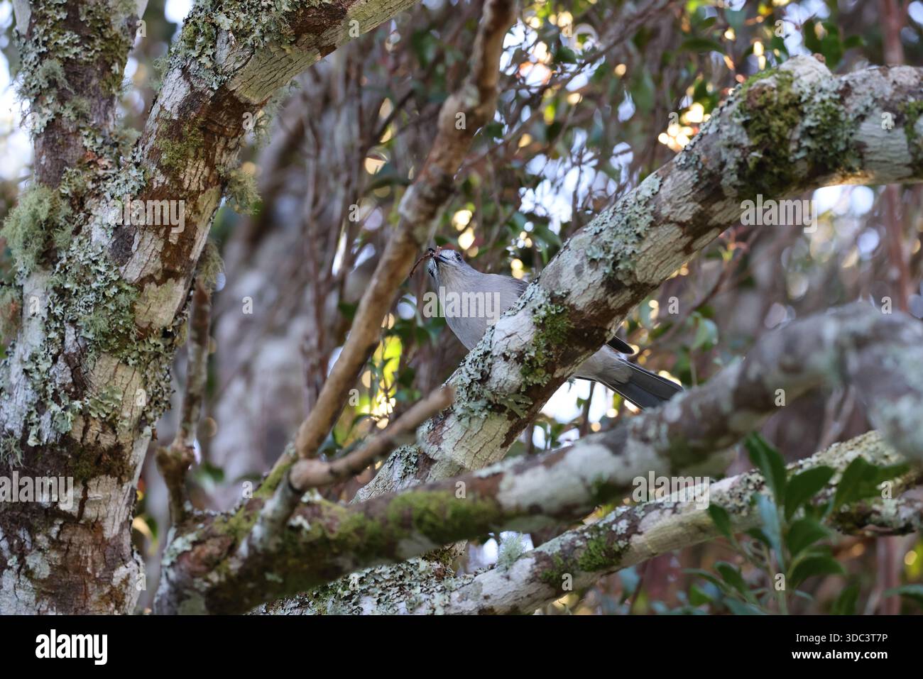 Graue Garnelenblume oder graue Garnelenblume (Colluricinclua harmonica)Queensland, Australien Stockfoto