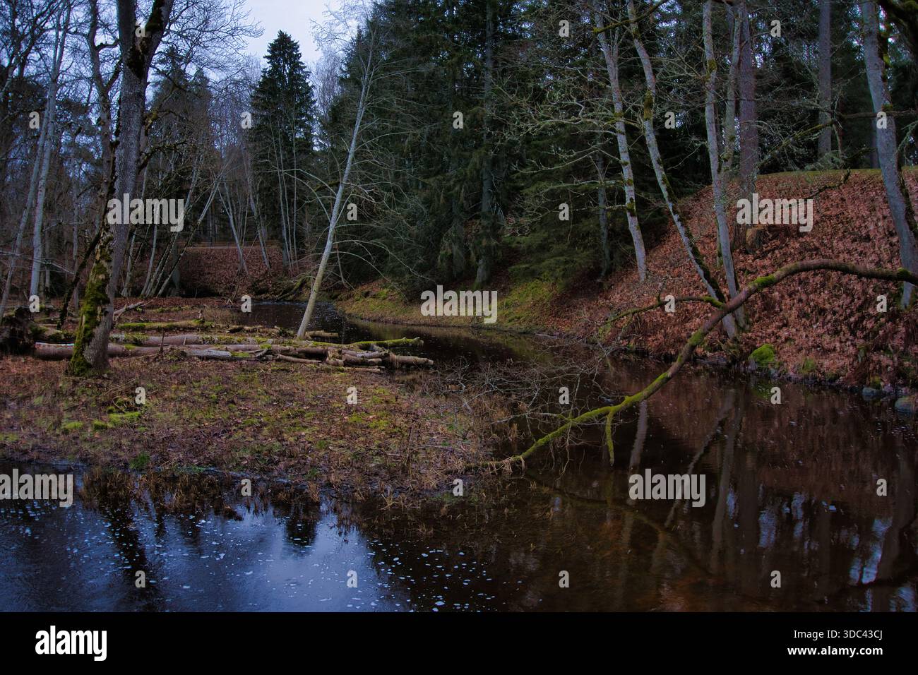 Ruhiger Waldbogen in Keila-Joa, Estland Stockfoto