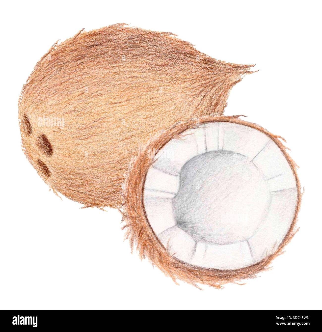 Kokosnuss-Aquarell und Buntstift-Illustration Stockfoto