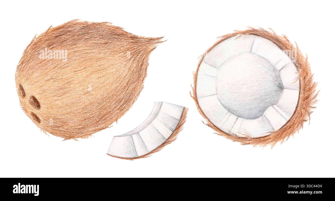 Kokosnuss-Aquarell und Buntstift-Illustration Stockfoto
