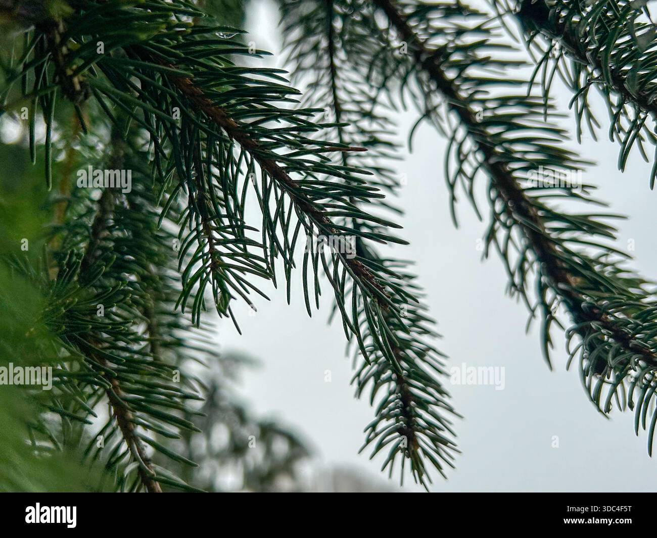 Nahaufnahme von Tannenzweigen mit frischen grünen Nadeln vor weichem, verschwommenem Hintergrund. Natürliche immergrüne Textur, ideal für Natur, Wald, Winter, - Smartphone-aufgenommenes Stockfoto