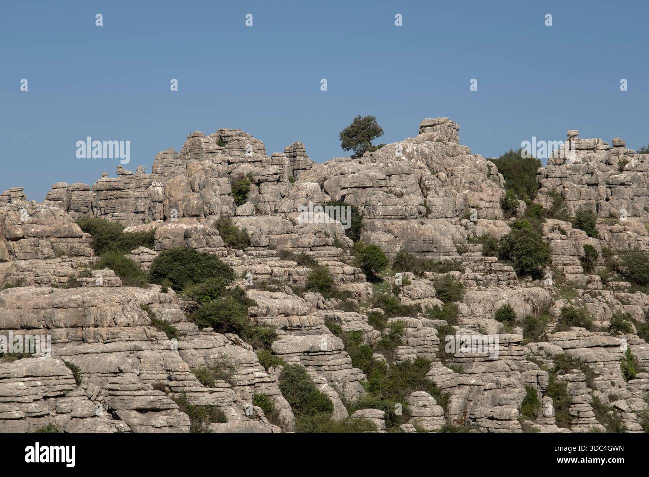 Mediterrane Vegetation zwischen den Kalkspalten einer Karstformation im Torcal de Antequera-Massiv in Malaga, Spanien Stockfoto