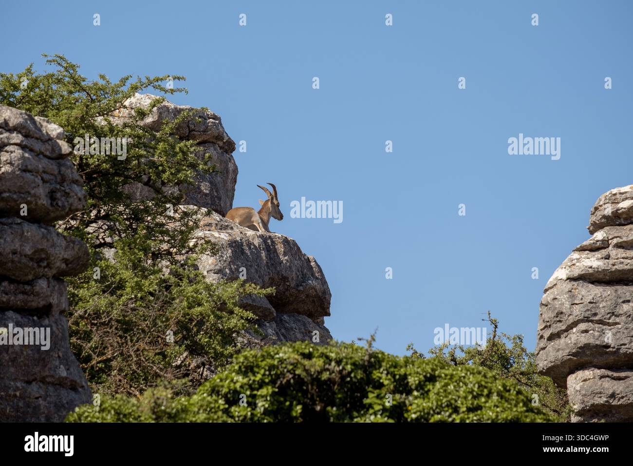 Andalusische Bergziege (Capra Pyrenaica hispanica), die sich auf einem Kalksteinvorsprung im Torcal de Antequera-Massiv in Malaga, Spanien, sonnen Stockfoto