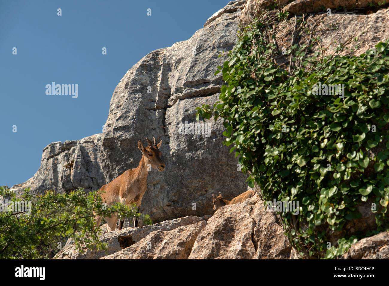 Weibliche andalusische Bergziegen (Capra Pyrenaica hispanica), die über ihr Kalb auf dem Felsvorsprung des Torcal de Antequer wacht Stockfoto