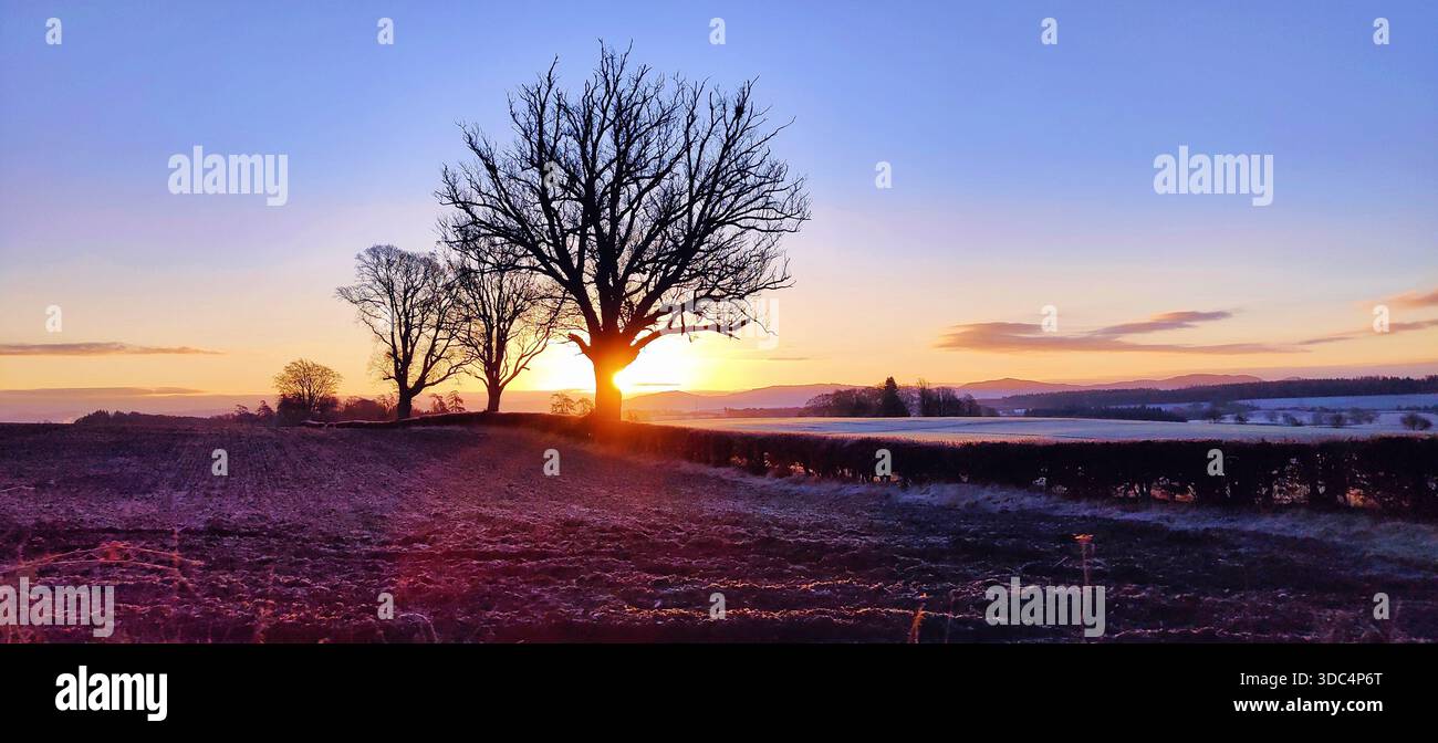 Frostiger Sonnenaufgang, der an einem frischen Wintermorgen goldenes Licht über schneebedeckte schottische Felder wirft Stockfoto