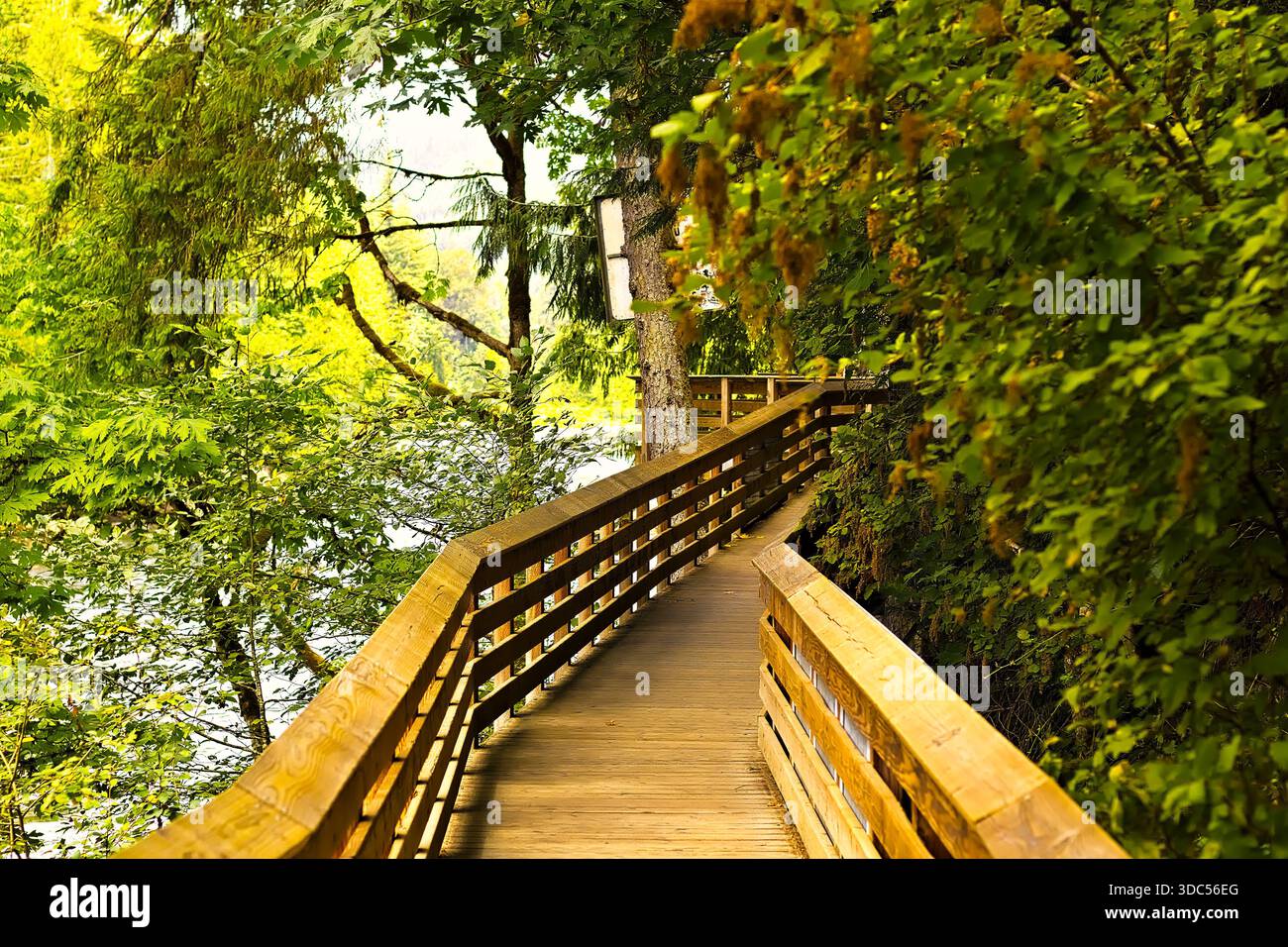 Eine hölzerne Promenade schlängelt sich durch üppige Wälder in der Nähe von Snoqualmie Falls, Washington, und bietet einen malerischen Naturpfad umgeben von Grün. Stockfoto
