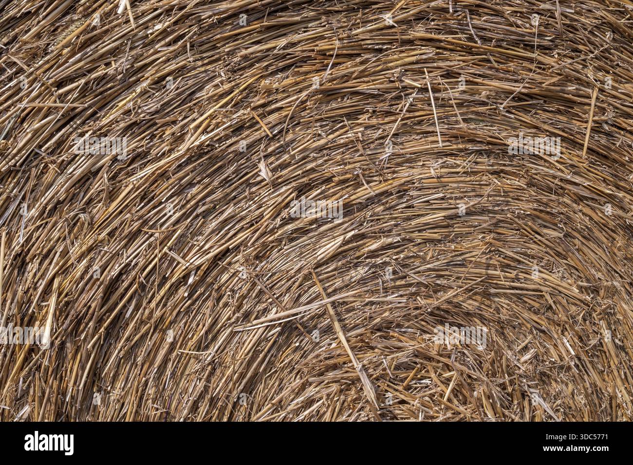 Strohballenstruktur Nahaufnahme mit kreisförmigem Muster, trockener Weizenstämme Hintergrund für Landwirtschaft und ländliche Gestaltung Stockfoto