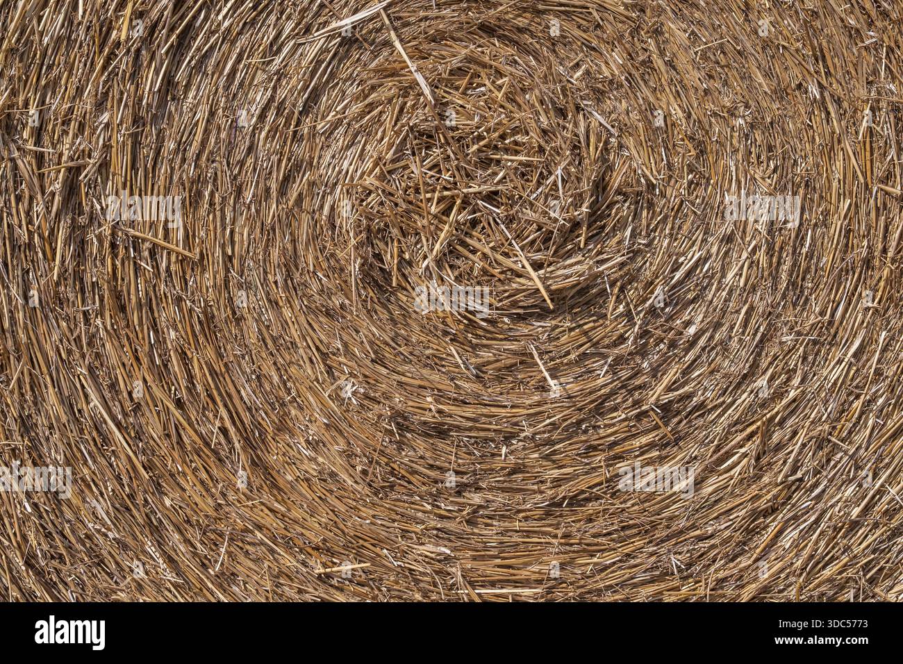 Strohballenstruktur Nahaufnahme mit kreisförmigem Muster, trockener Weizenstämme Hintergrund für Landwirtschaft und ländliche Gestaltung Stockfoto