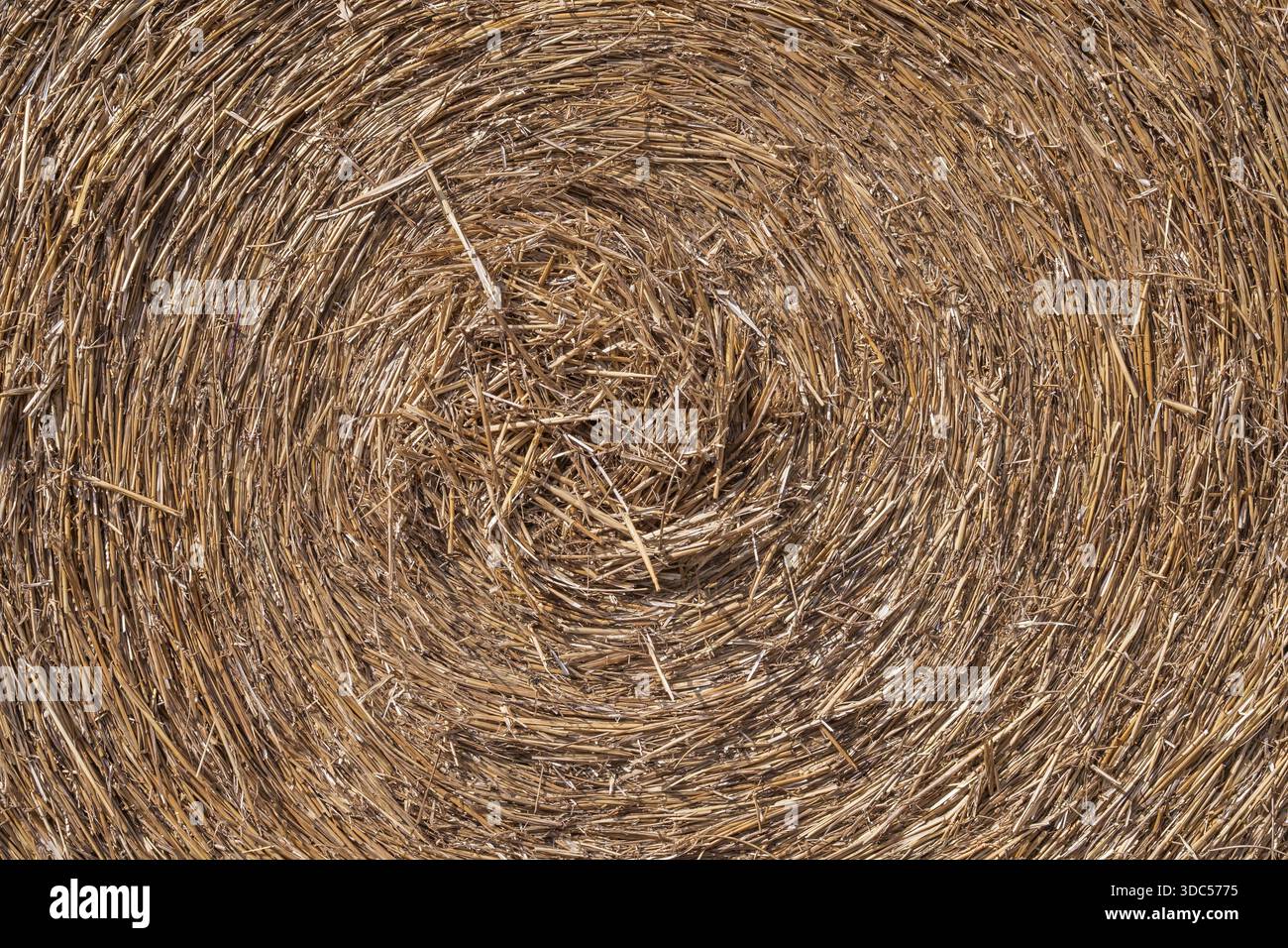 Strohballenstruktur Nahaufnahme mit kreisförmigem Muster, trockener Weizenstämme Hintergrund für Landwirtschaft und ländliche Gestaltung Stockfoto