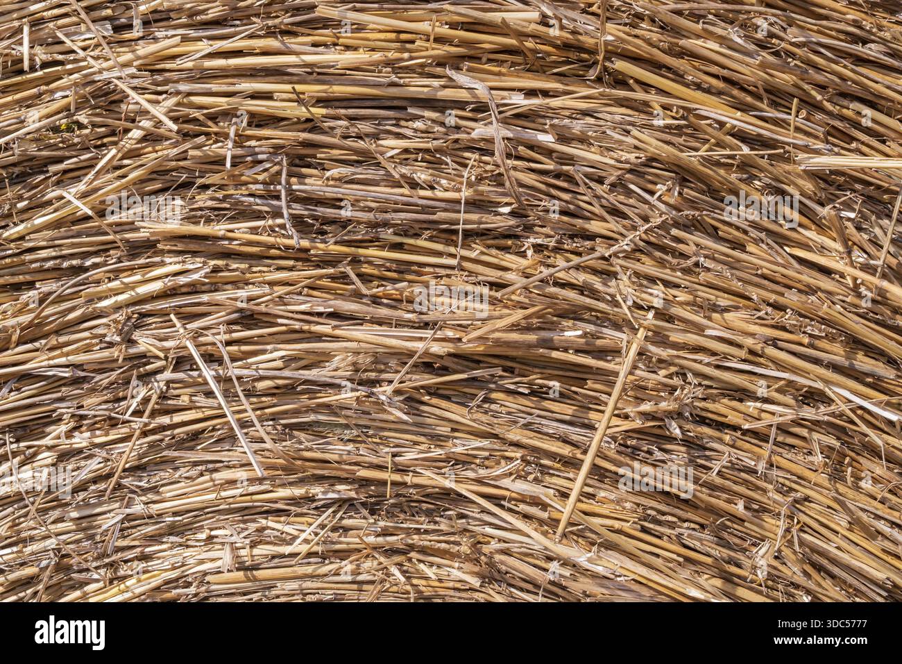 Strohballenstruktur Nahaufnahme mit kreisförmigem Muster, trockener Weizenstämme Hintergrund für Landwirtschaft und ländliche Gestaltung Stockfoto