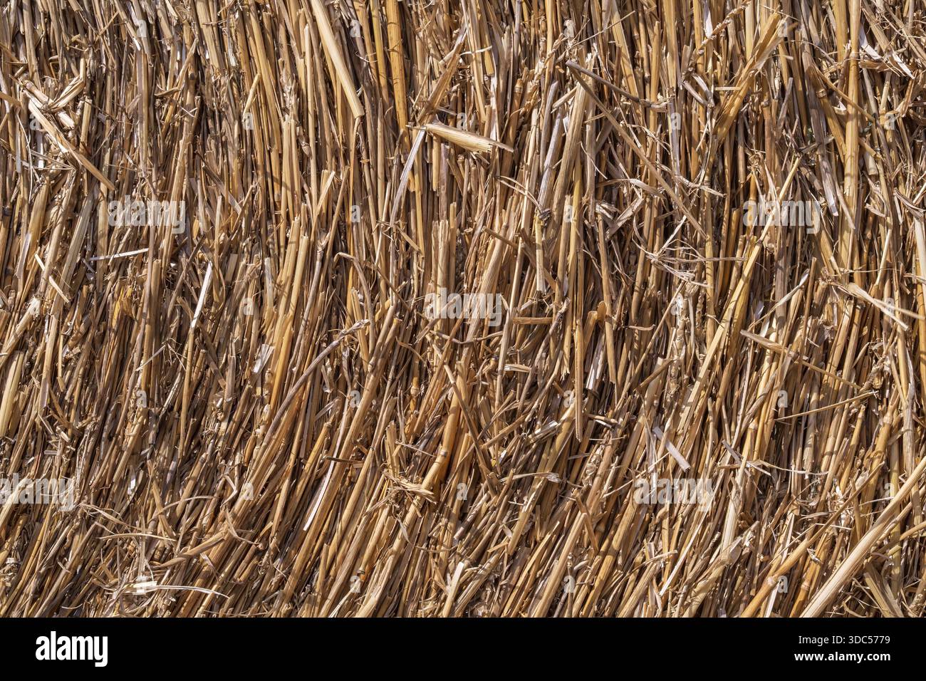 Strohballenstruktur Nahaufnahme mit kreisförmigem Muster, trockener Weizenstämme Hintergrund für Landwirtschaft und ländliche Gestaltung Stockfoto