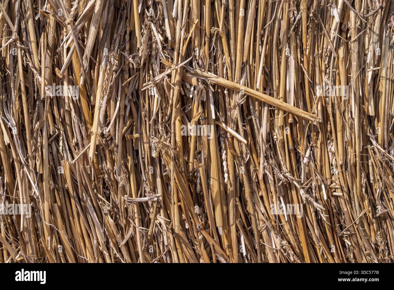 Strohballenstruktur Nahaufnahme mit kreisförmigem Muster, trockener Weizenstämme Hintergrund für Landwirtschaft und ländliche Gestaltung Stockfoto