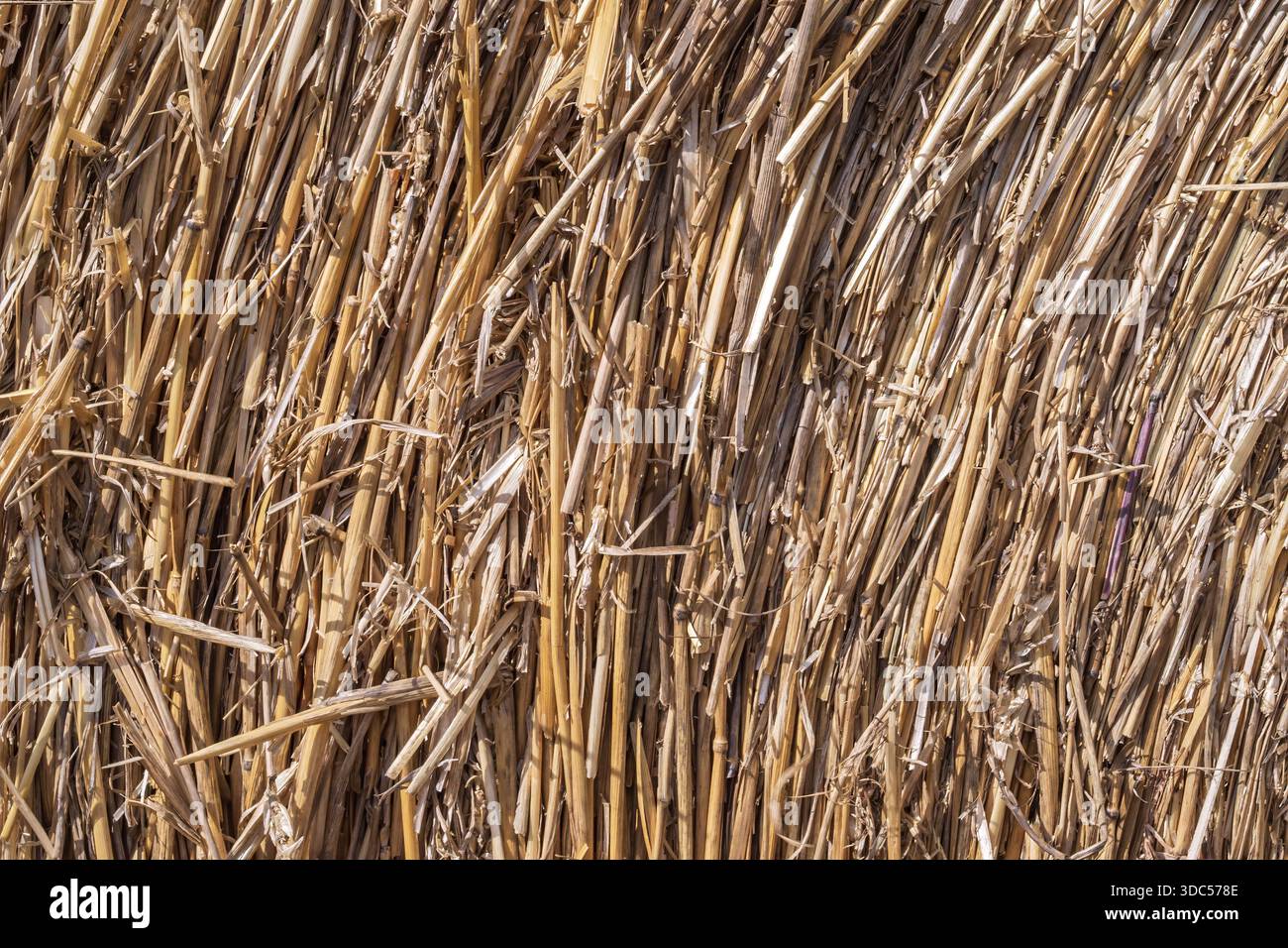 Strohballenstruktur Nahaufnahme mit kreisförmigem Muster, trockener Weizenstämme Hintergrund für Landwirtschaft und ländliche Gestaltung Stockfoto