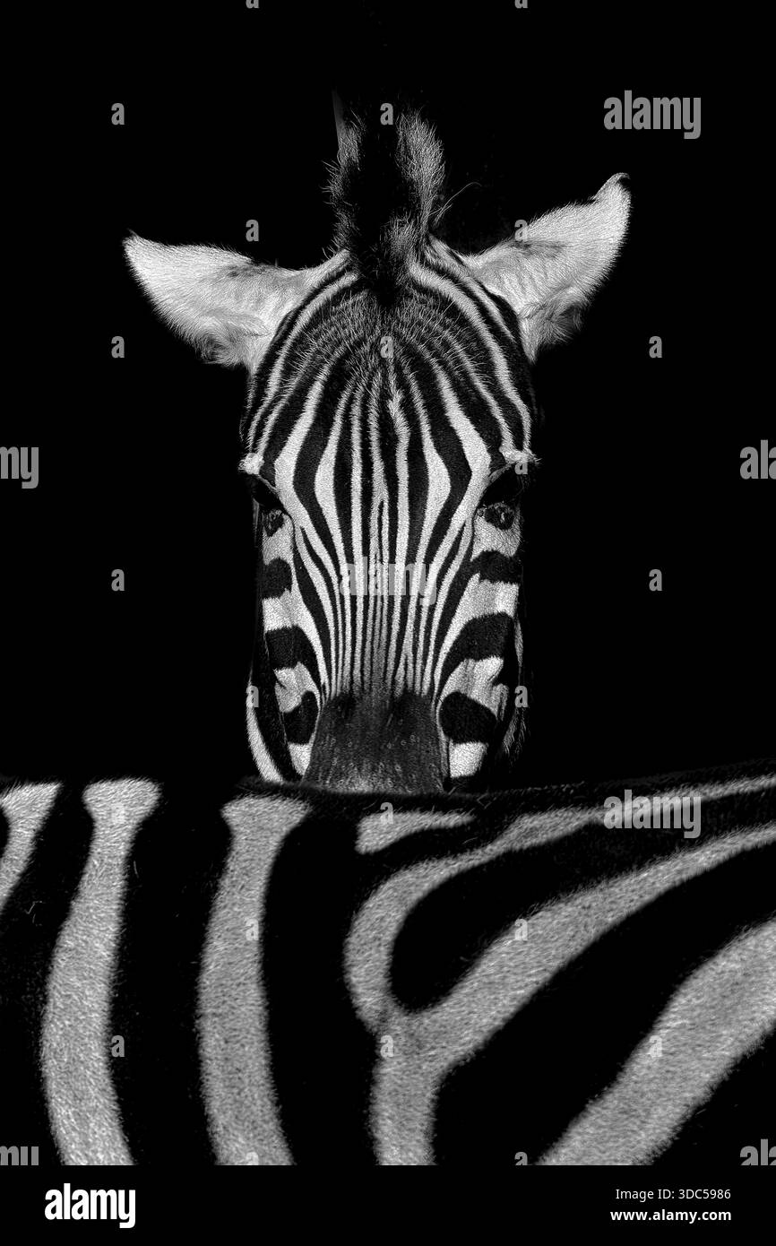 Zebra der afrikanischen Ebene (Equus quagga), Schwarzweißfoto, Gefangenschaft, Deutschland Stockfoto
