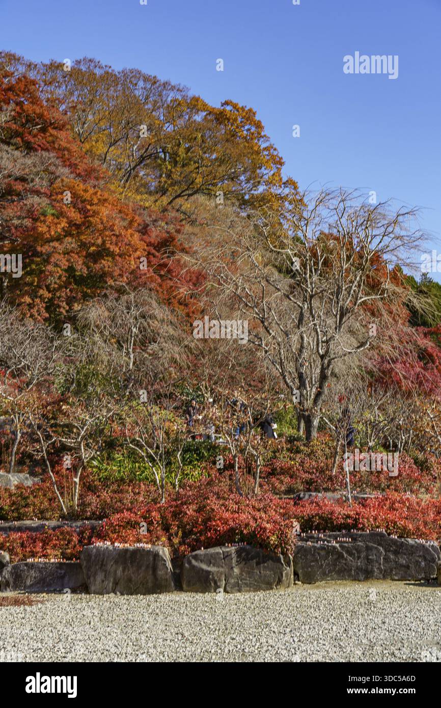 Vielfältige Bäume mit herbstlichen Blattfarben in einer natürlichen, felsigen Umgebung, Osaka, Japan Stockfoto