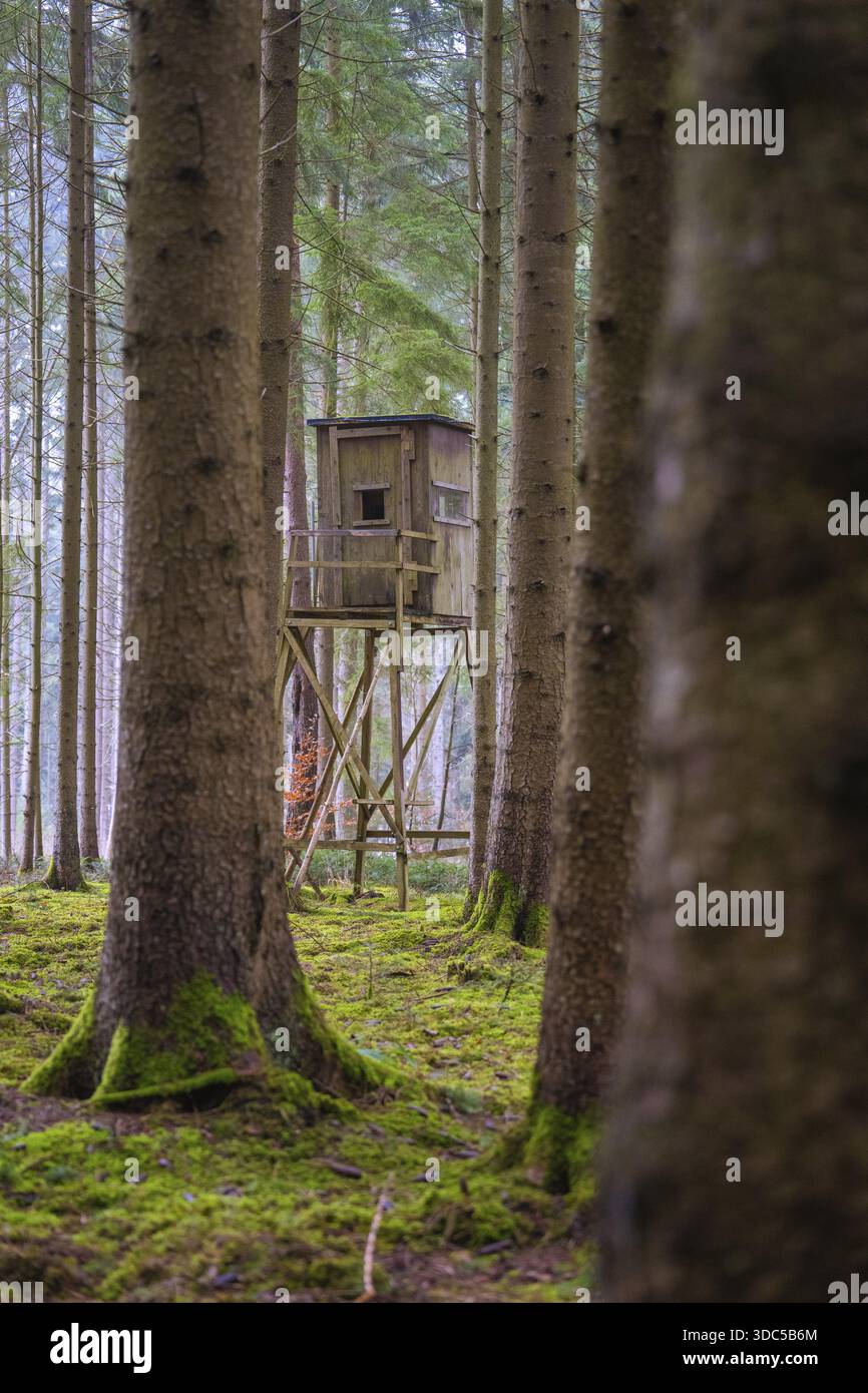 Ein erhöhter Sitz steht mitten in einem ruhigen, moosbedeckten Wald, Unterhaugstett, Bezirk Calw, Deutschland Stockfoto