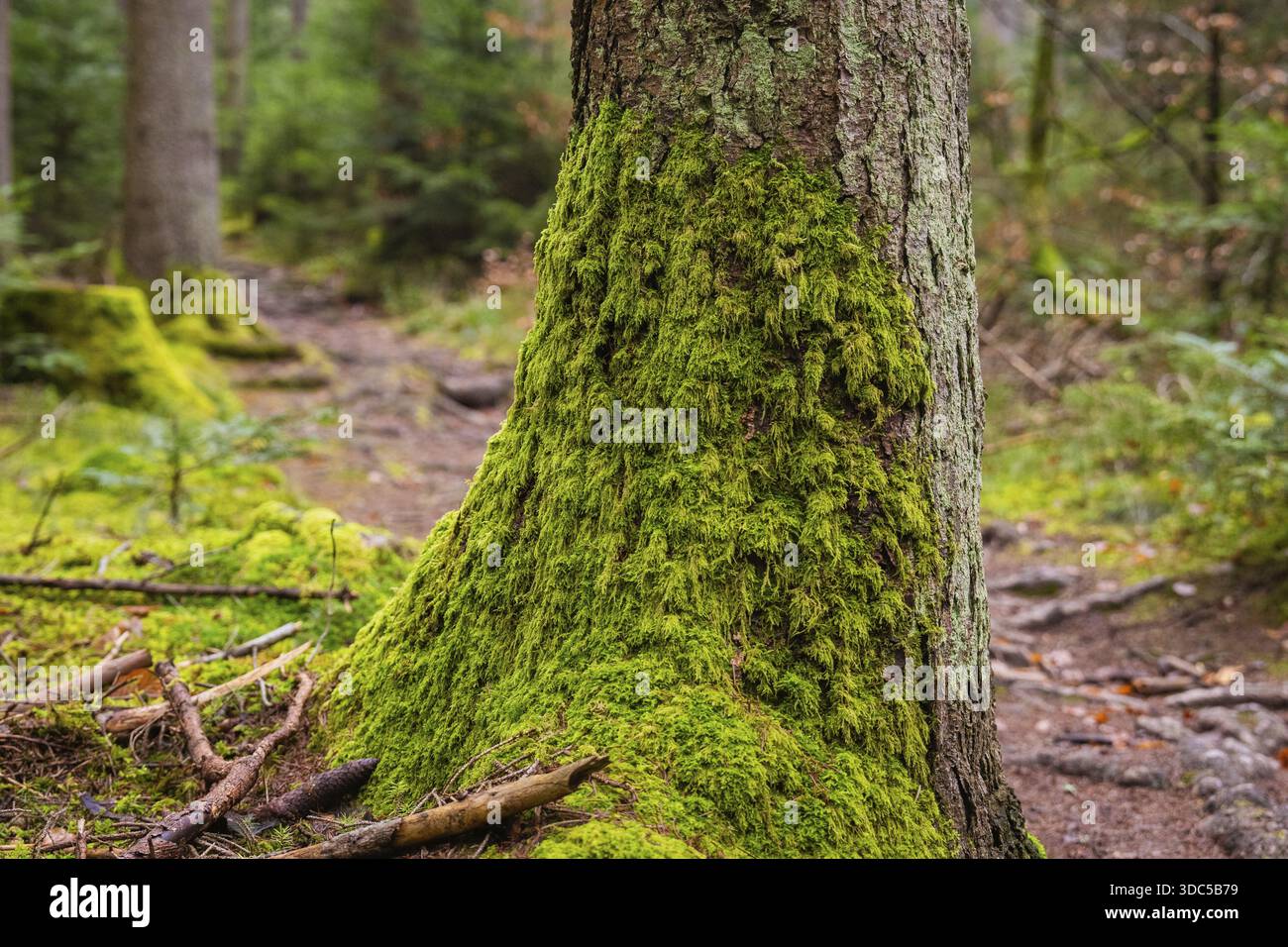 Ein moosbedeckter Baumstamm in ruhiger Waldlandschaft, Unterhaugstett, Bezirk Calw, Deutschland Stockfoto