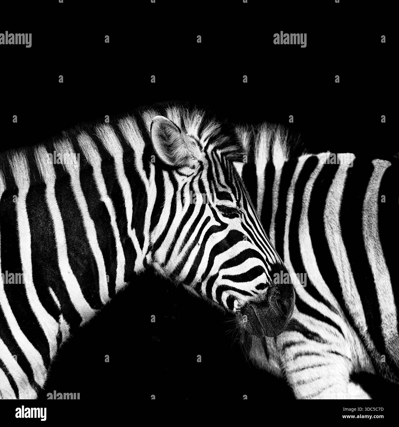 Zebra der afrikanischen Ebene (Equus quagga), Schwarzweißfoto, Gefangenschaft, Deutschland Stockfoto