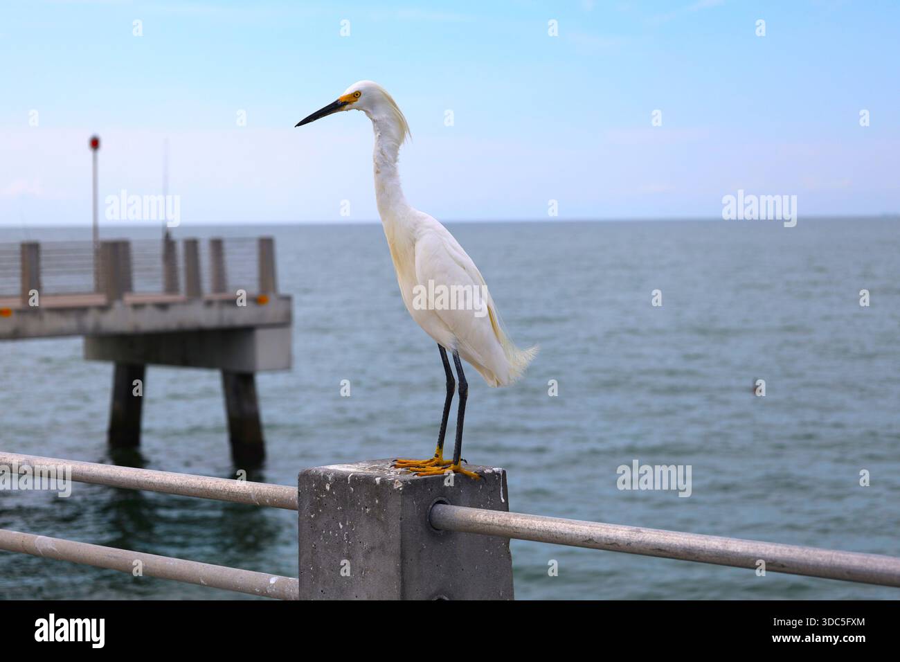 Anmutiger weißer Reiher, hoch auf einem hölzernen Pier Pfosten am Wasser in einer ruhigen Küstenumgebung, Vogelweiß mit gelben Vogelbeinen und Füßen Stockfoto