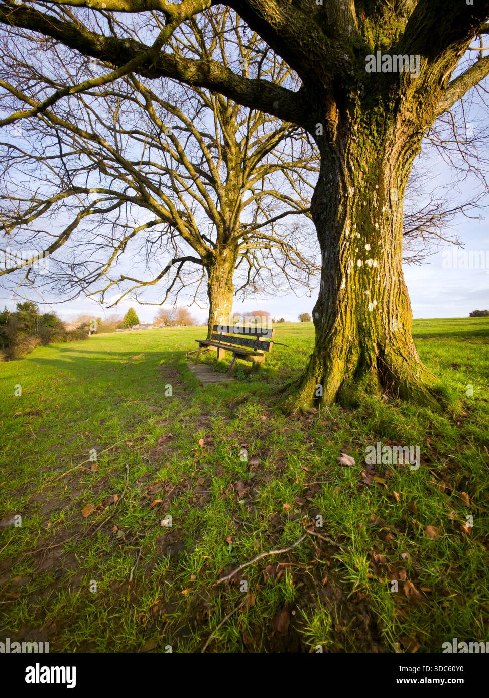 Lone Tree in Green Field at Sunset, englische Landschaft Stockfoto