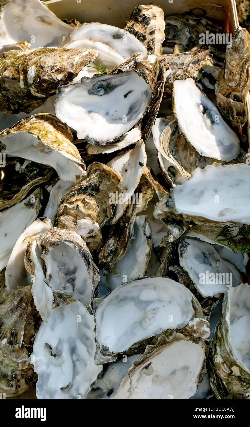 Europäisches Streetfood-Festival. Leere Austernschalen, die nach dem Verzehr entsorgt werden. Belege für beliebte Fischspezialitäten im Freien Gourmetmarkt Stockfoto