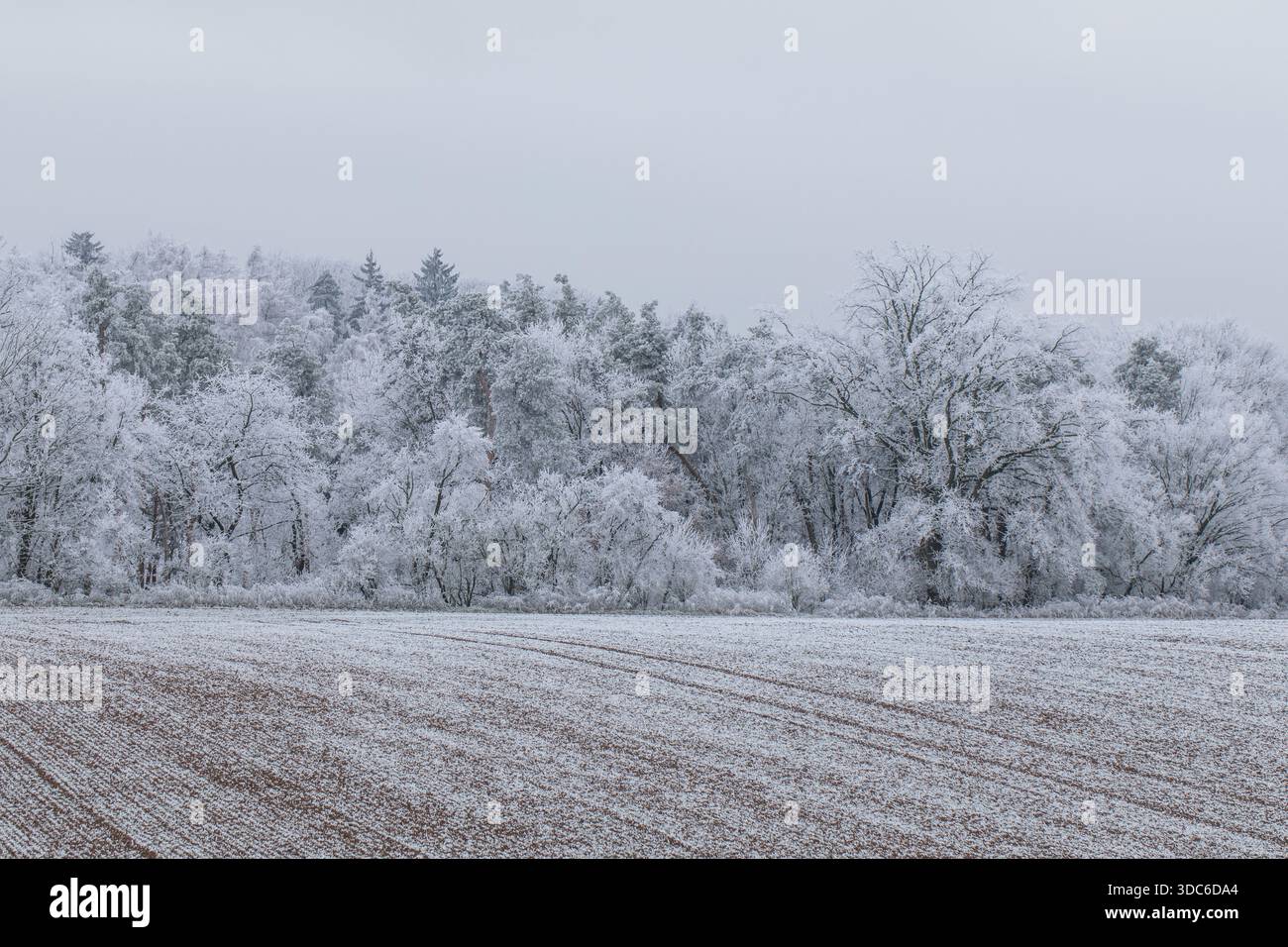 Winterlandschaft Hintergrund. Frost auf Bäumen und Feldern, eisiger Nebel. Winternebel in Mitteleuropa. Stockfoto
