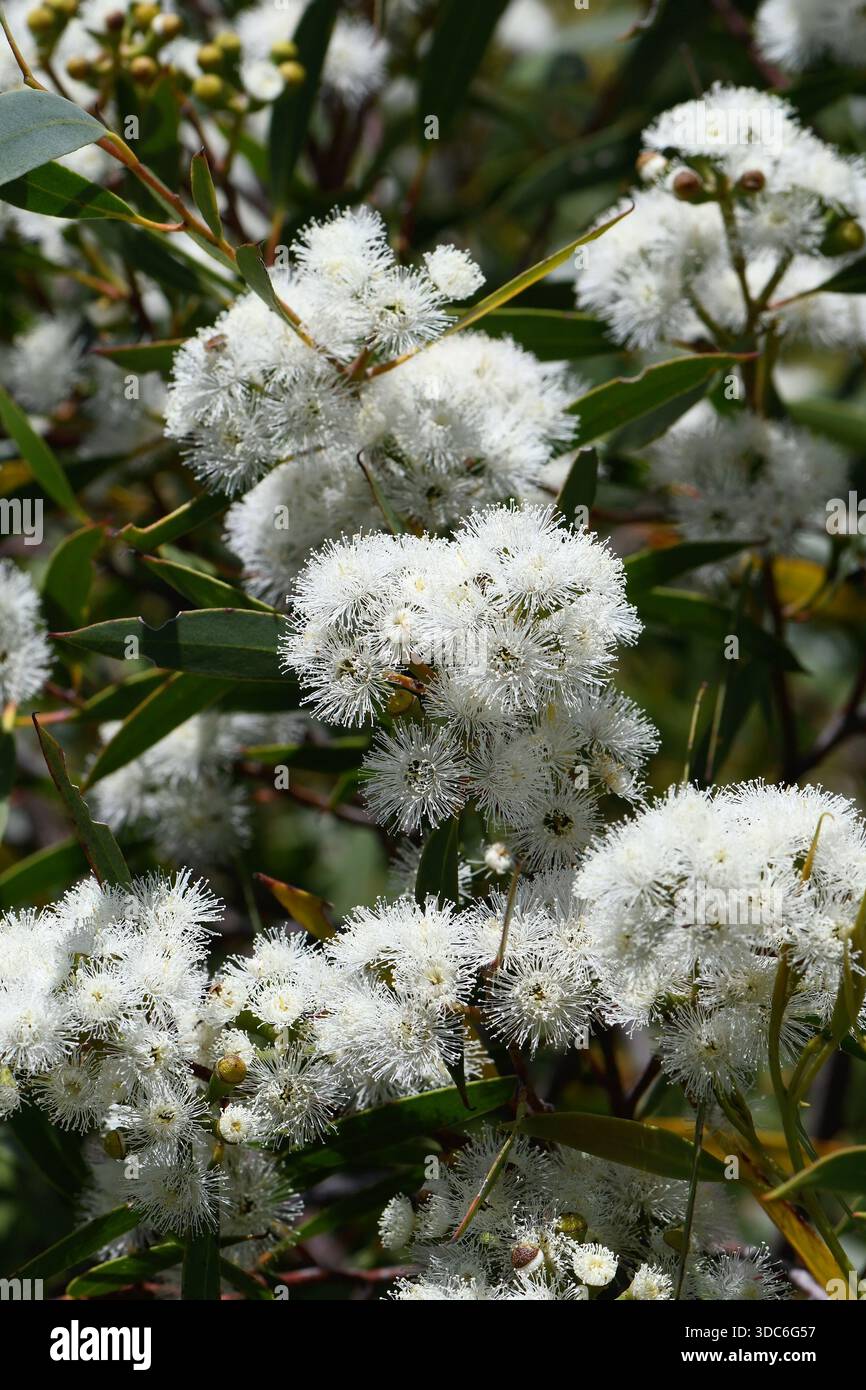 Nahaufnahme der weißen Blüten der Port Jackson Mallee, Eukalyptus obstans, Familie Myrtaceae. Begrenzte Verbreitung in der Region Sydney Stockfoto