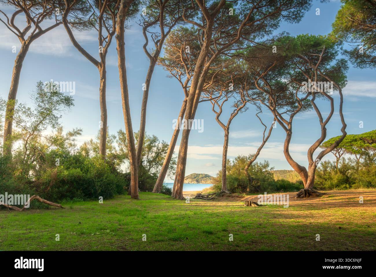 Malerischer Blick auf die berühmten verdrehten Kiefern in der Nähe des Strandes im Golf von Baratti. Eine wunderschöne Küstenlandschaft in der Maremma in der Nähe von Piombino, TUS Stockfoto