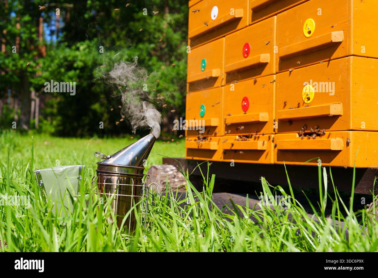 Eine Bienenzuchtszene mit einem Bienenraucher, der Rauch im grünen Gras in der Nähe von gestapelten Bienenstöcken ausstrahlt. Bienen fliegen herum und fangen das Wesen der Imkereiproduktion und der Sommerhonig-Produktion ein. Stockfoto