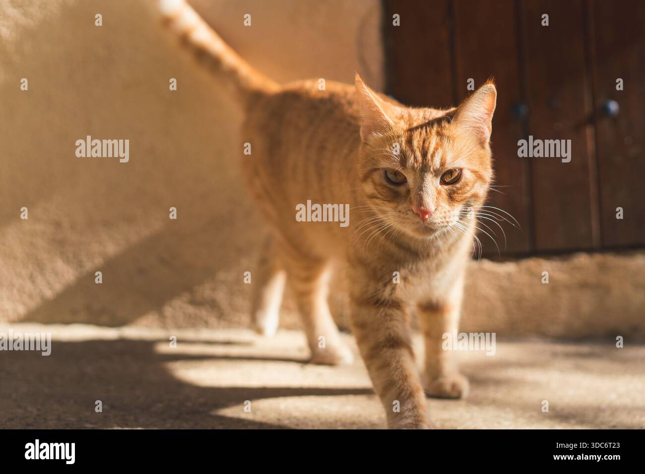 Ginger Tabby Katze, die selbstbewusst in Richtung der Kamera in warmem natürlichem Sonnenlicht geht, mit einer rustikalen Wand und einer Holztür im Hintergrund. Stockfoto