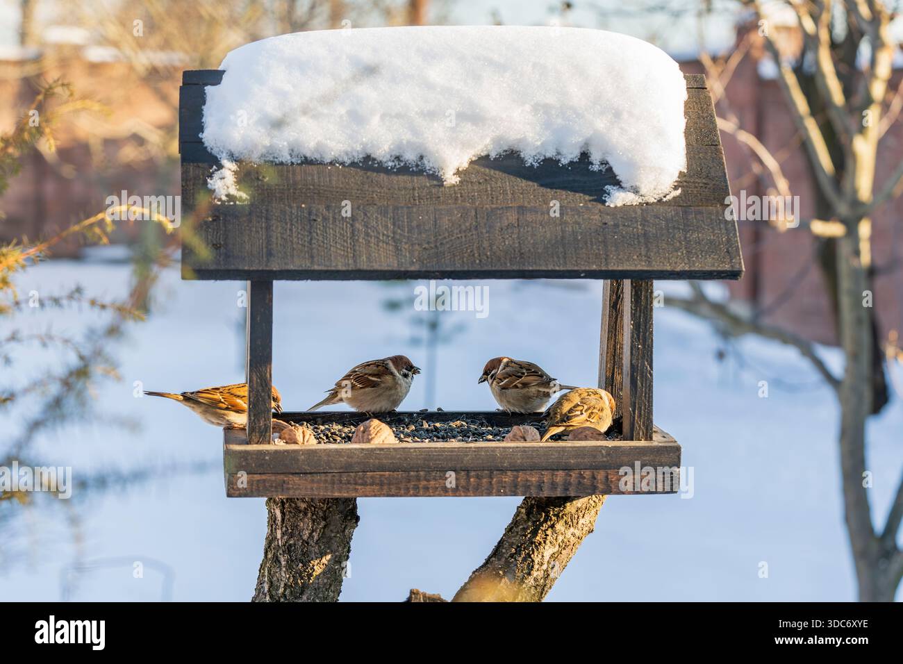 Holzvogelfutter in Form eines Hauses im Wintergarten. Das Verhalten von Vögeln am Feeder mit Samen. Es gibt Spatzen im Feeder. Vögel am Feeder Stockfoto