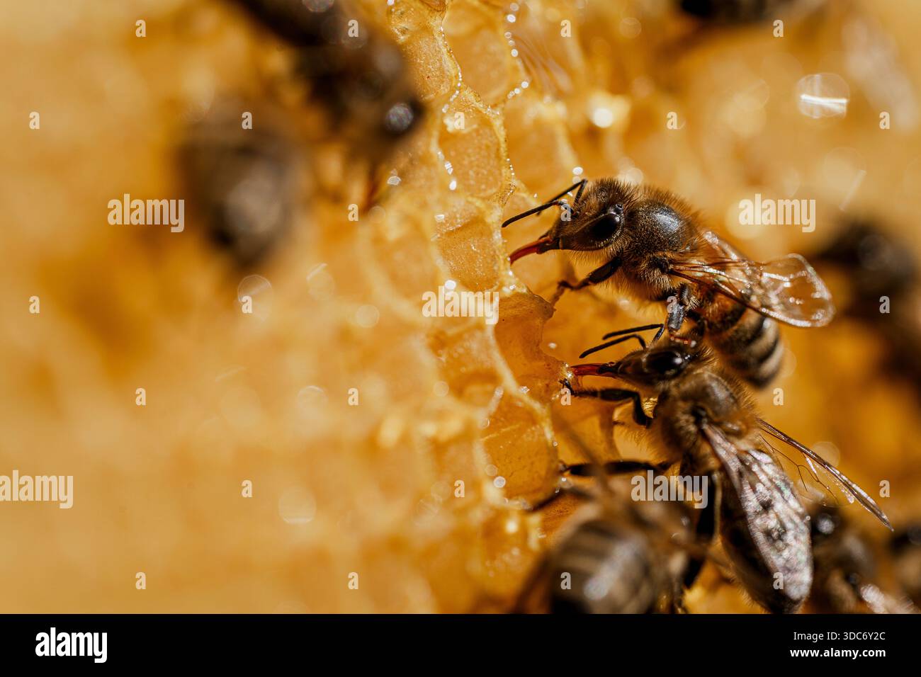 Arbeitende Bienen auf Wabenwaben. Bienenkolonie im Bienenhaus. Bienenzucht auf dem Land. Makroaufnahme mit im Bienenstock in Wabenholz, Wachszellen Honig. Honig in Kämmen Stockfoto