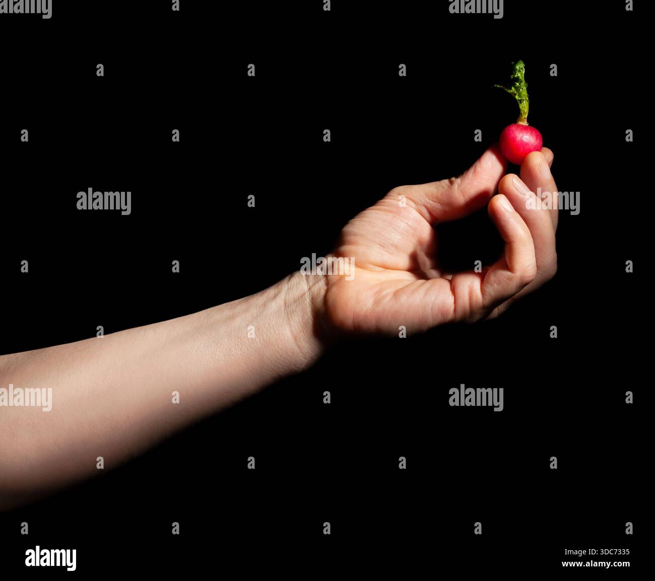 Rettich in der Hand auf schwarzem Hintergrund Stockfoto