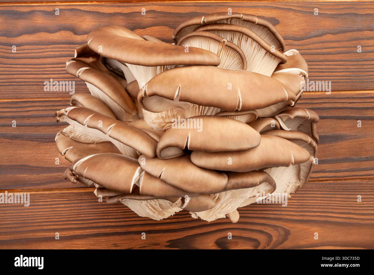 austernpilze auf Holzhintergrund von oben Stockfoto