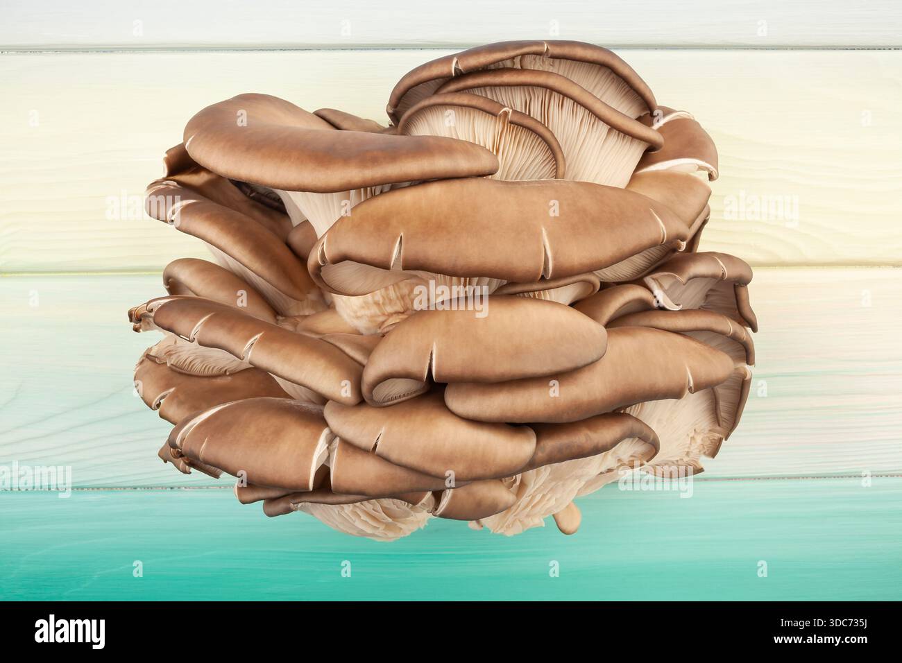 austernpilze auf Holzhintergrund von oben Stockfoto