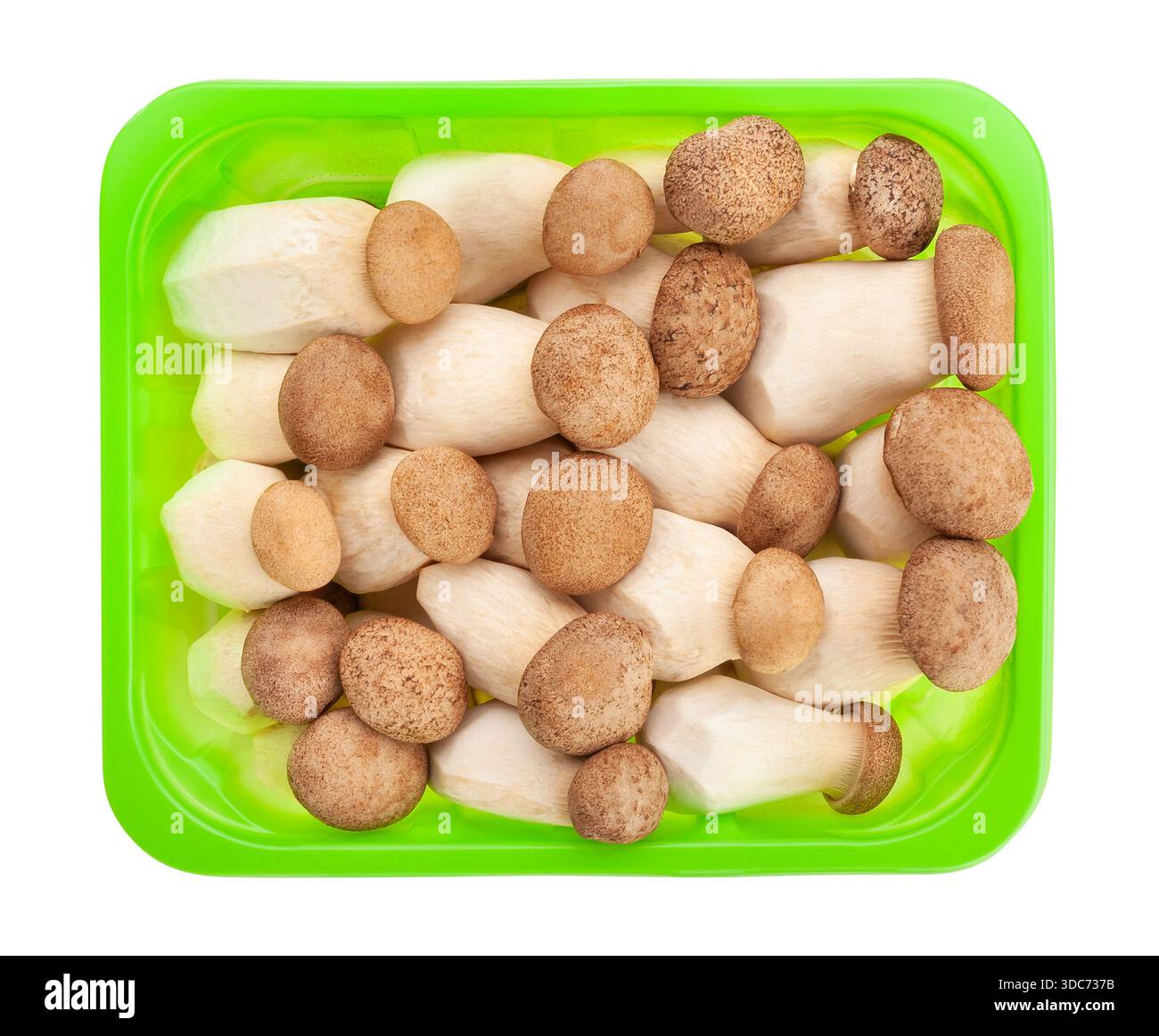 king Auyster Pilz Pfad isoliert auf weißen Blick von oben Stockfoto