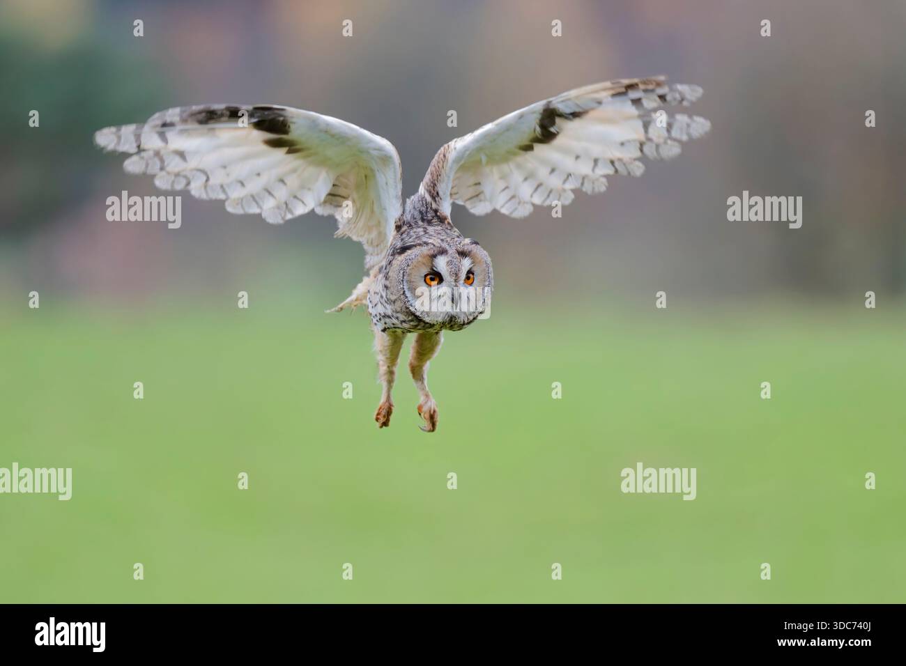 Waldohreule im Flug, Asio otus, Langohr-Eulenflug Stockfoto