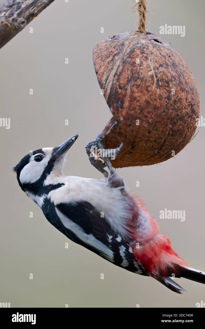 Weibchen Buntspecht, Dendrocopos major, weibliche Buntspecht Stockfoto